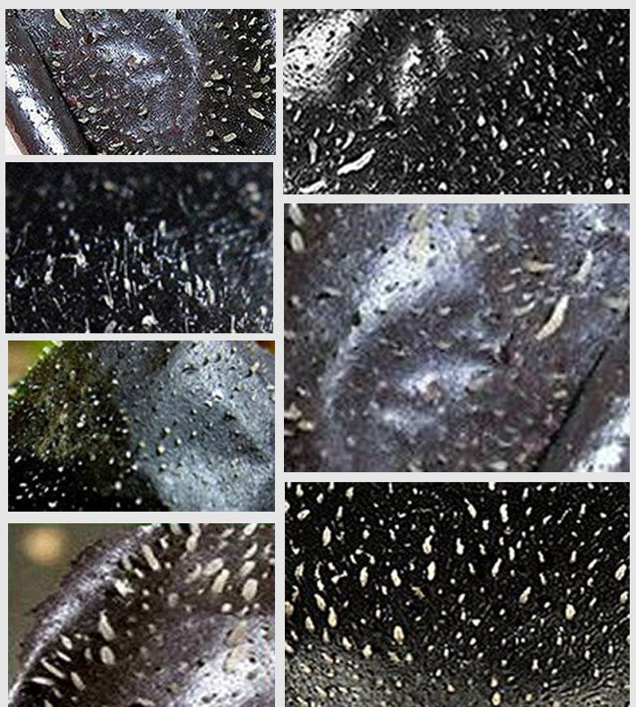 Mineral Mud To Blackhead Nose Mask Volcanic Mud Nose Mask